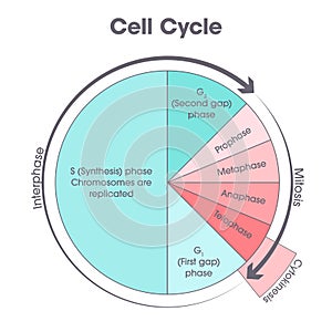 Cell Cycle Biology science illustration graphic
