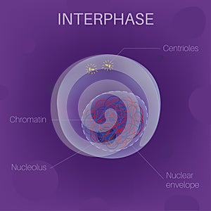 The Cell Cycle - Interphase