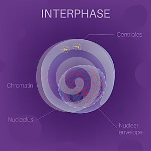 The Cell Cycle - Interphase photo