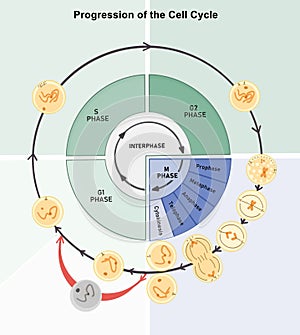 Cell cycle progression