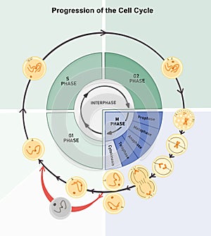 Cell cycle progression photo