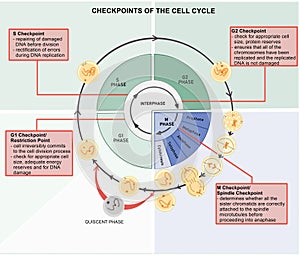 Cell Cycle Checkpoints