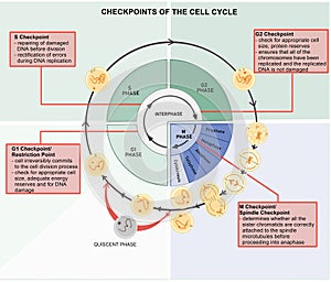 Cell Cycle Checkpoints photo