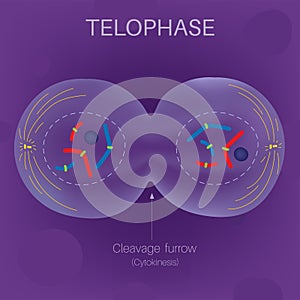 The Cell Cycle -Telophase