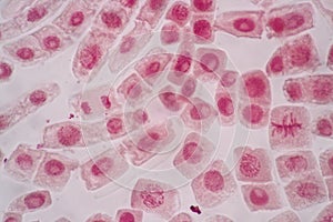 Cell Division and Cell Cycle under the microscope.