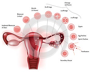 Cell development