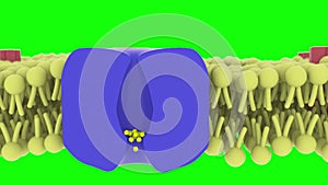 cell diffusion through ion channel