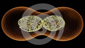 Cell dividing . Mitochondria splitting, DNA replication. 3d render illustration Stage 3