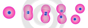 Cell division photo