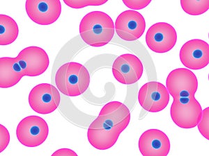 Cell division photo