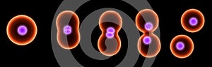 Cell division