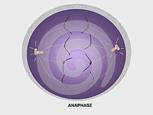 Cell Division Anaphase photo