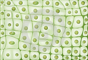 Cell division background photo