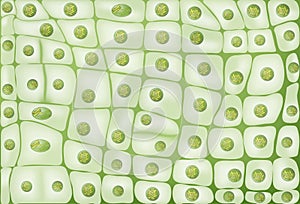 Cell division background