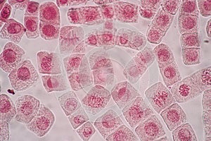 Cell Division and Cell Cycle under the microscope.