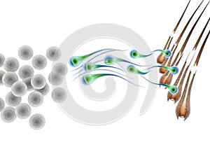 Cell division and differentiation process