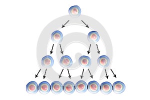 Cell division, illustration