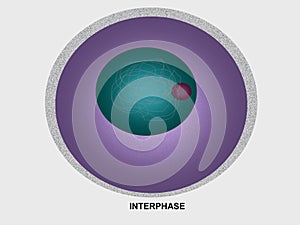 Cell Division Interphase