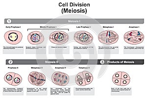 Cell division meiosis stages infographic diagram