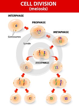 Cell division. meiosis. Vector scheme photo