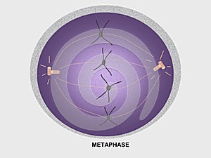 Cell Division Metaphase photo