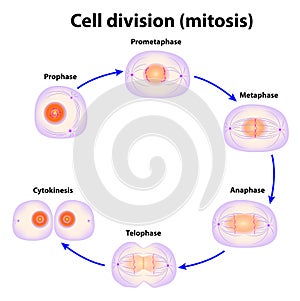 Cell division. Mitosis