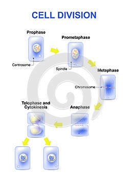 Cell division. Mitosis