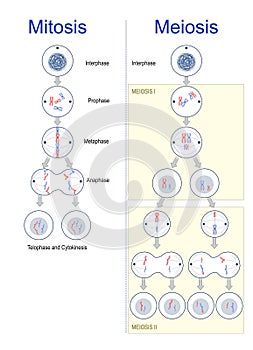 Cell division. mitosis and meiosis