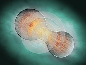 Cell division through mitosis photo