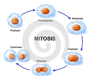 Cell division. Mitosis. photo