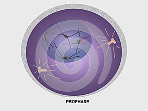 Cell Division Prophase photo
