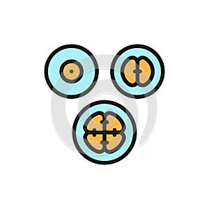 Cell division stages, embryos, embryogenesis flat color line icon.