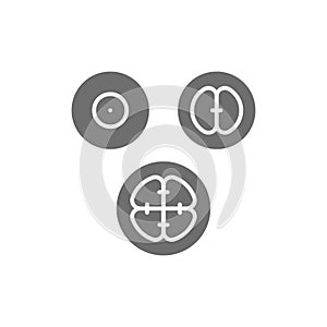 Cell division stages, embryos, embryogenesis grey icon.