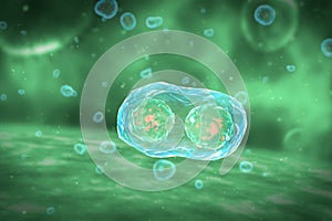 Cell Division Stages of Mitosis