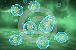 Cell Division Stages of Mitosis