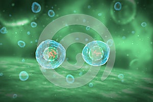 Cell Division Stages of Mitosis