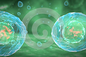 Cell Division Stages of Mitosis