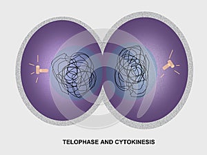 Cell Division Telophase and Cytokinesis photo