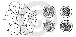 Cell Division, vintage engraving