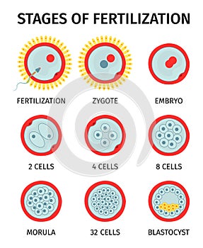 Cell Embryo Round Compositions