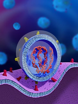 Cell entry of a liposome