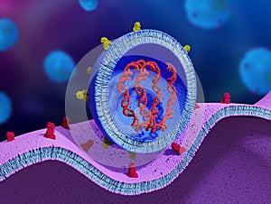 Cell entry of a liposome