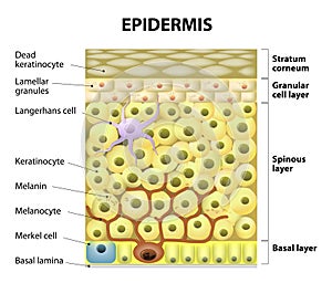 Cell in the epidermis