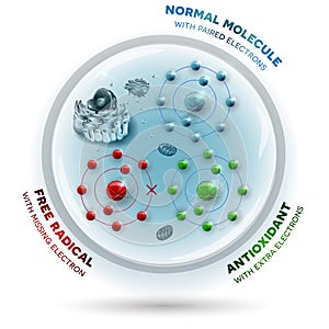 Cell and free radical