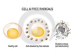 Cell and free radicals photo