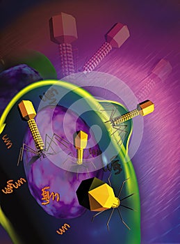 Cell infected by bacterium
