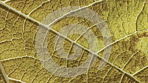 Fig leaf