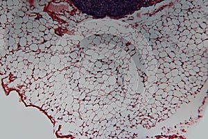 Cell lymph node dog