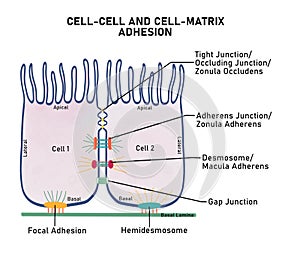Cell- Cell and Cell- Matrix Adhesion photo