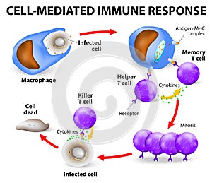 Cell-mediated immune response